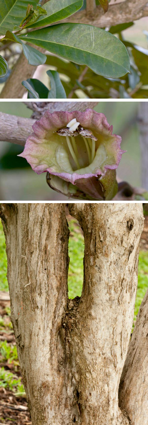 Amphitecna latifolia