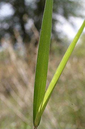 Amphicarpum muhlenbergianum