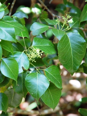 Amyris elemifera