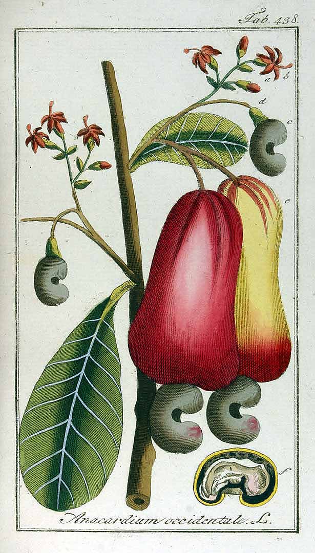 Anacardium occidentale