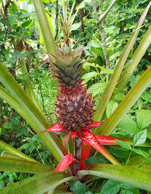 Ananas comosus