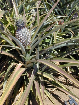 Ananas comosus