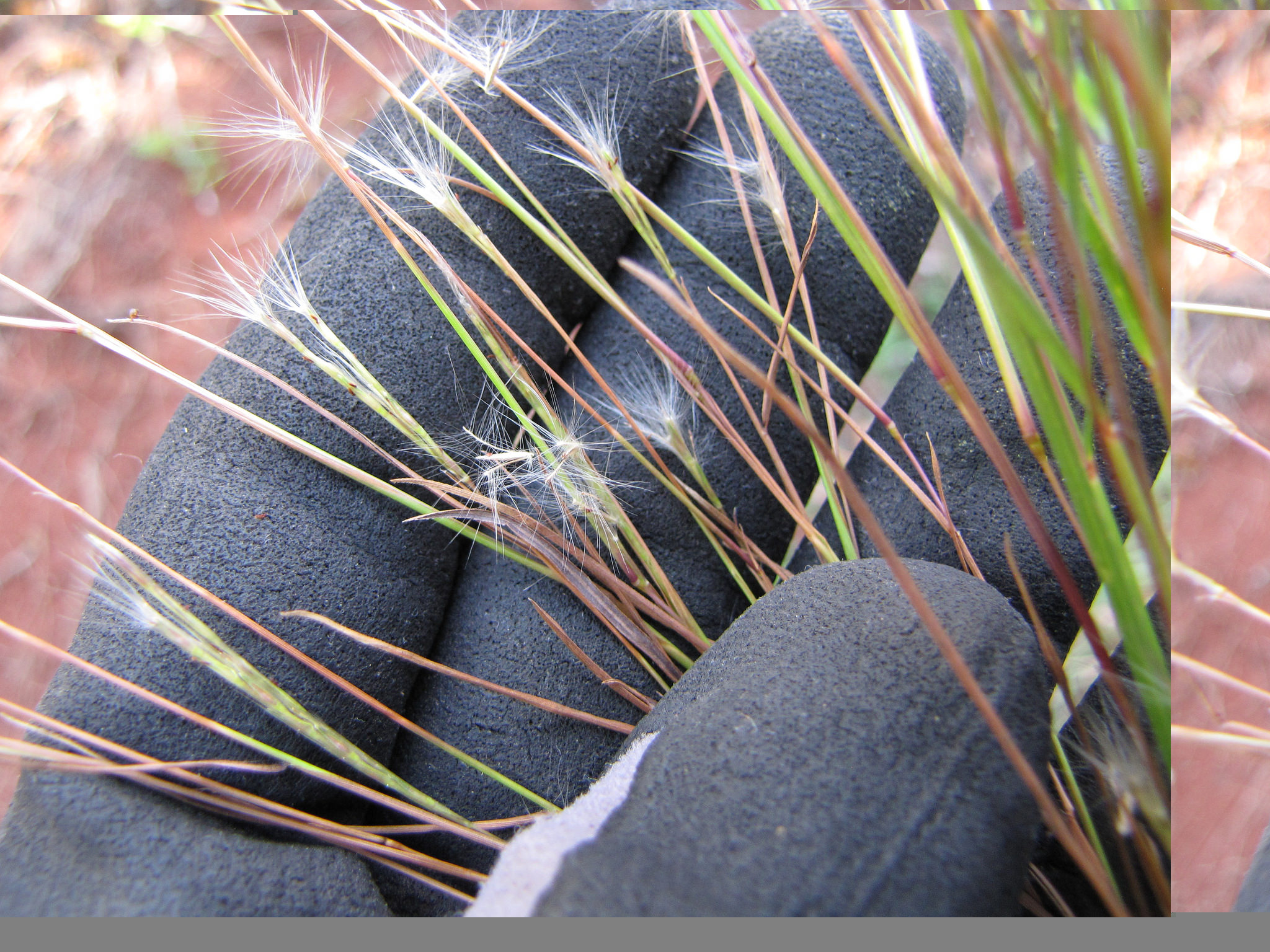 Andropogon bicornis