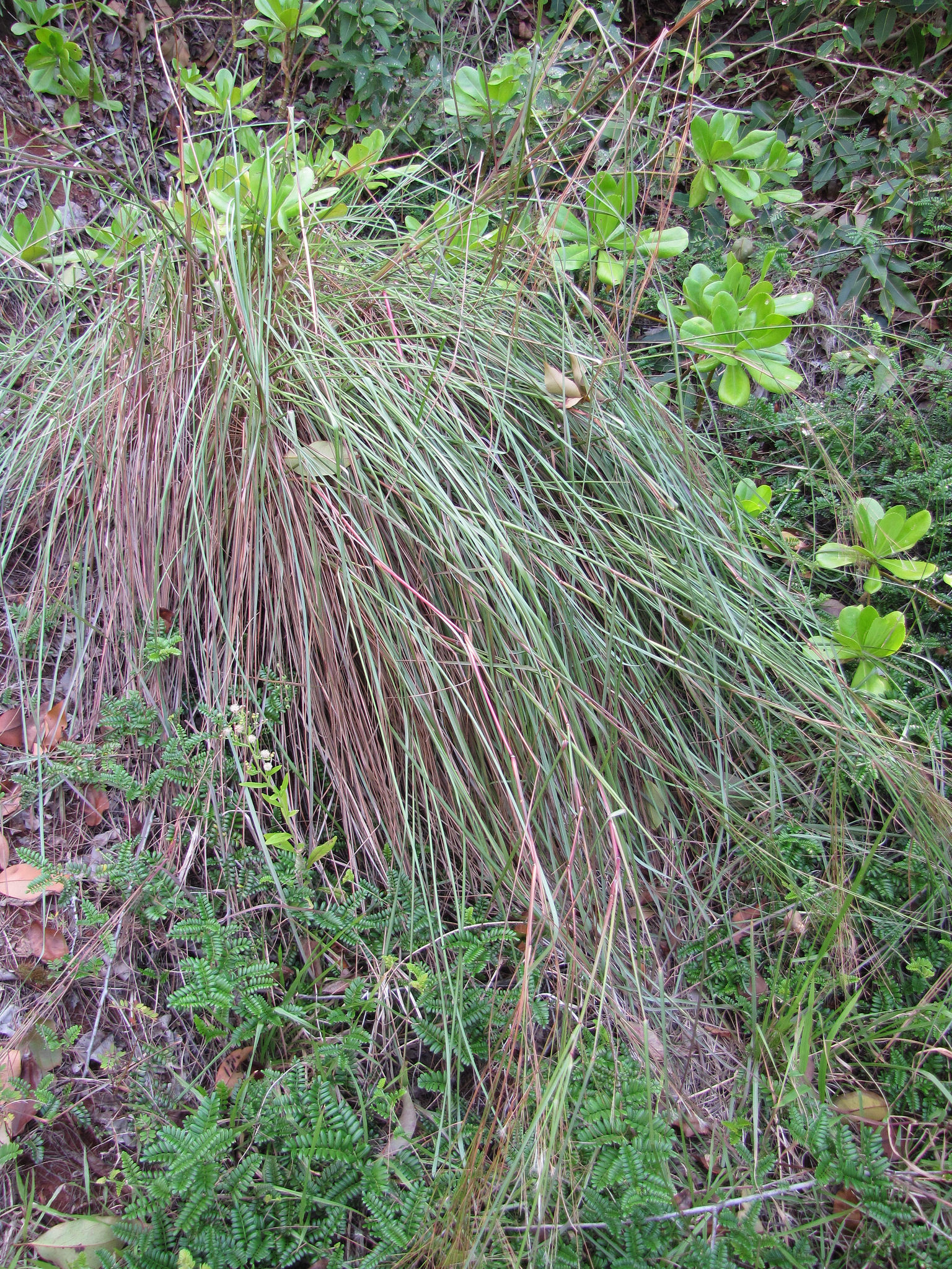 Andropogon bicornis