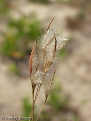 Andropogon brachystachyus