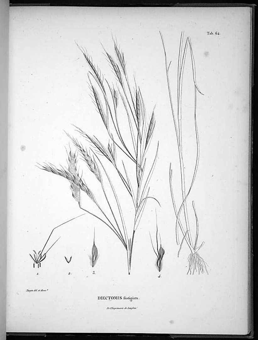 Andropogon fastigiatus