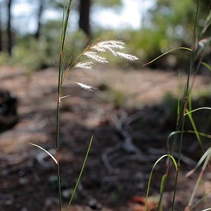 Andropogon floridanus