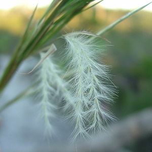 Andropogon floridanus