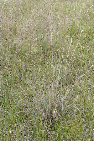 Andropogon glomeratus