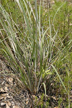 Andropogon glomeratus