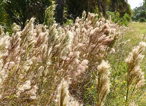 Andropogon glomeratus