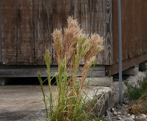 Andropogon glomeratus