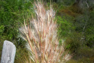 Andropogon glomeratus