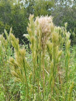 Andropogon glomeratus