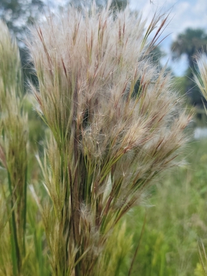 Andropogon glomeratus