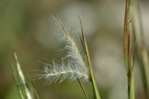 Andropogon longiberbis