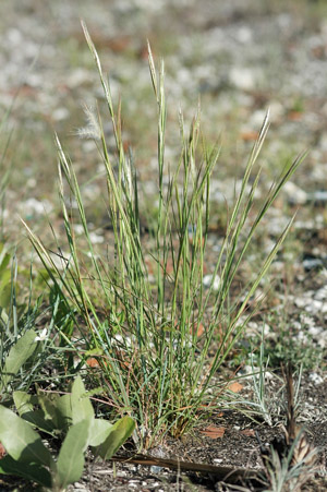 Andropogon longiberbis