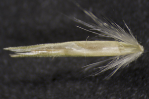 Andropogon longiberbis