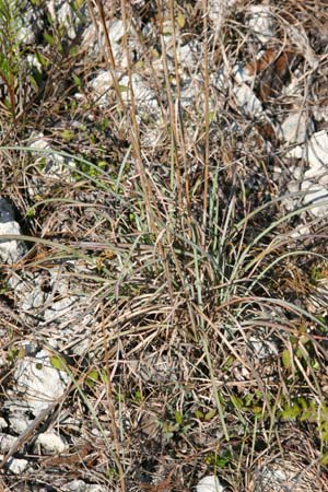 Andropogon ternarius