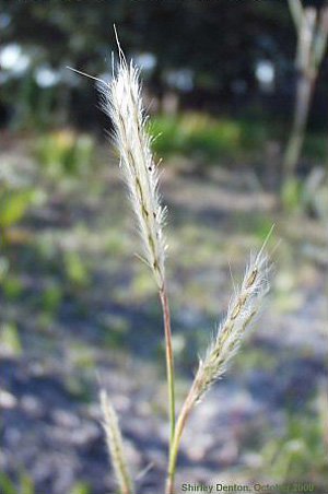 Andropogon ternarius