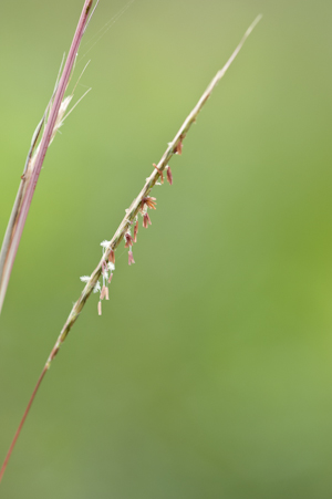 Andropogon ternarius