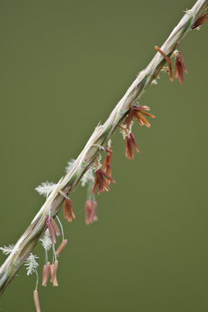 Andropogon ternarius