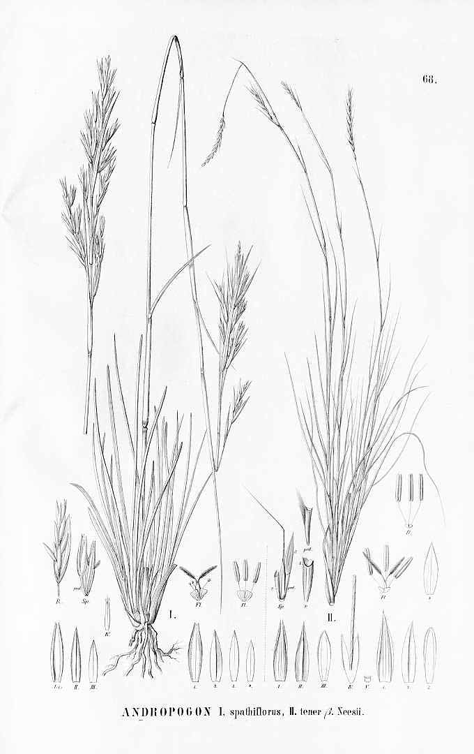 Andropogon virgatus