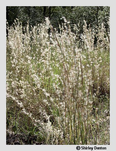 Andropogon virginicus