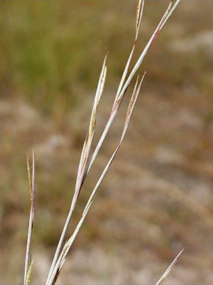 Andropogon virginicus