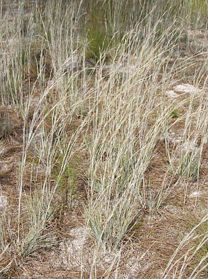 Andropogon virginicus