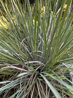 Andropogon virginicus