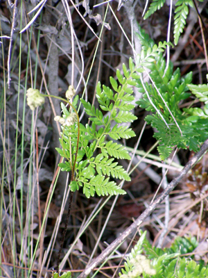 Anemia adiantifolia