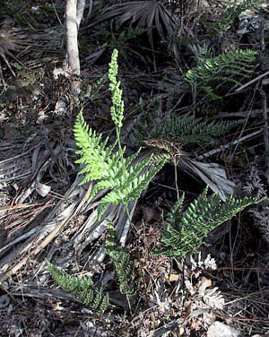 Anemia adiantifolia