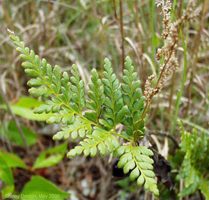 Anemia adiantifolia