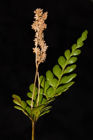 Anemia adiantifolia