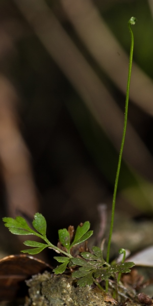 Anemia wrightii