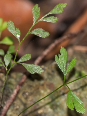 Anemia wrightii