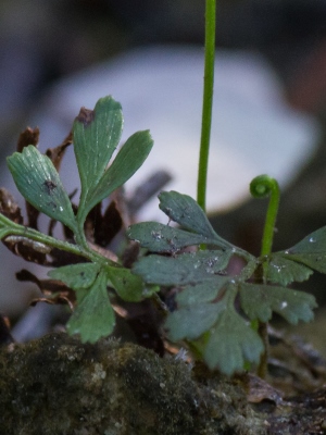 Anemia wrightii