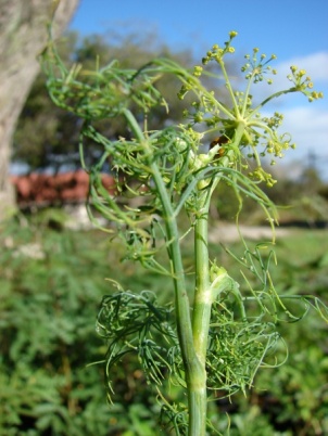 Anethum graveolens