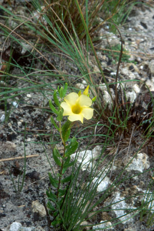 Angadenia berteroi