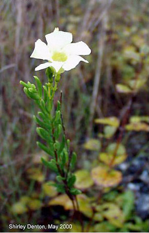 Angadenia berteroi