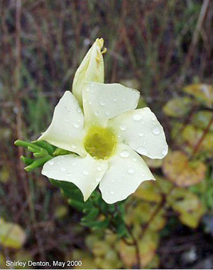 Angadenia berteroi