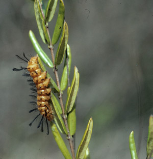 Angadenia berteroi