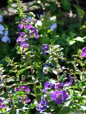 Angelonia angustifolia