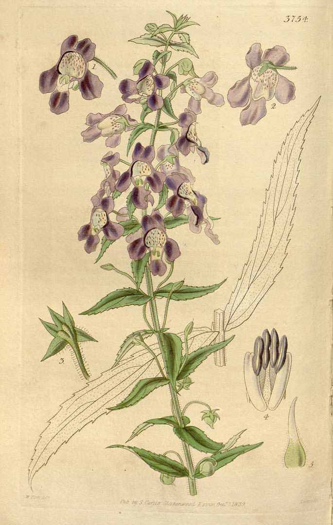 Angelonia gardneri