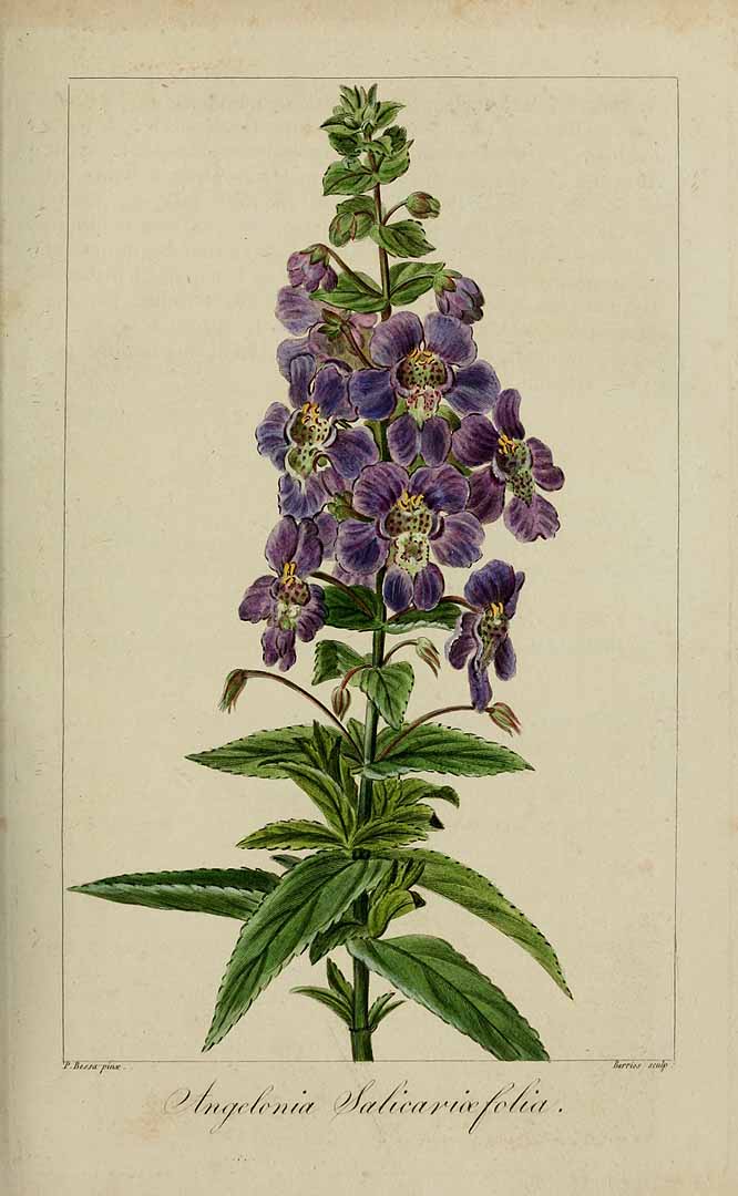 Angelonia salicariifolia