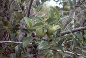 Annona glabra