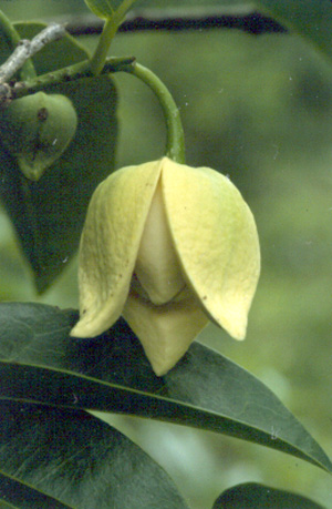 Annona glabra