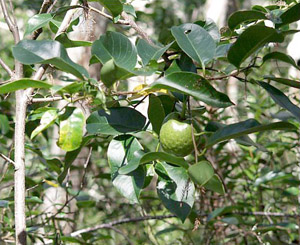 Annona glabra