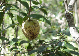 Annona glabra